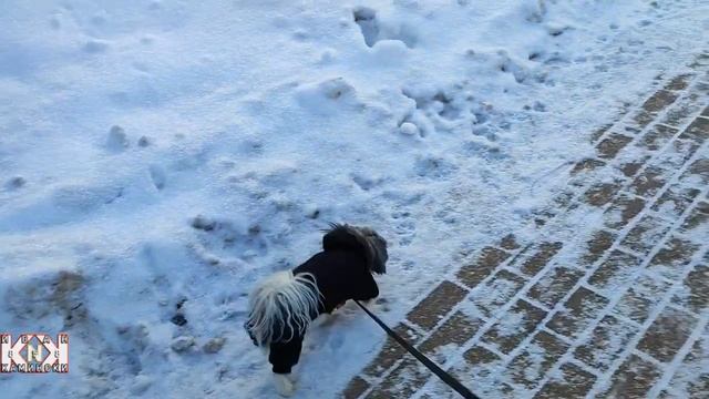 061223/Впервые выгуливаю этого милого пса Коржика\9808