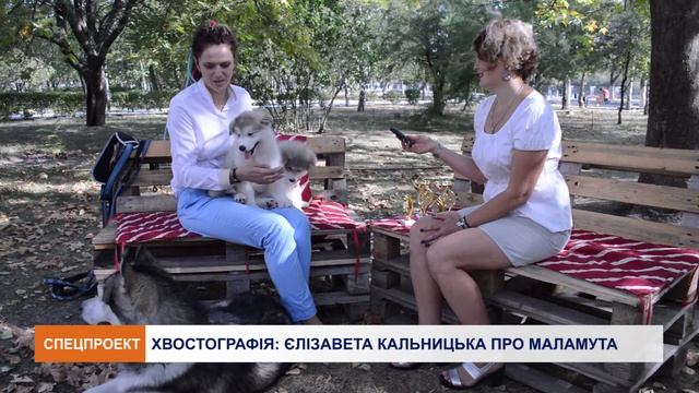Аляскінський маламут  - собака для спортивних людей