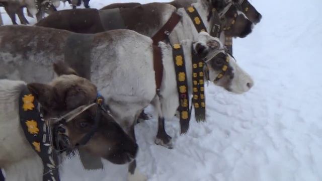 Мы,северяне,ездим на оленях только по праздникам