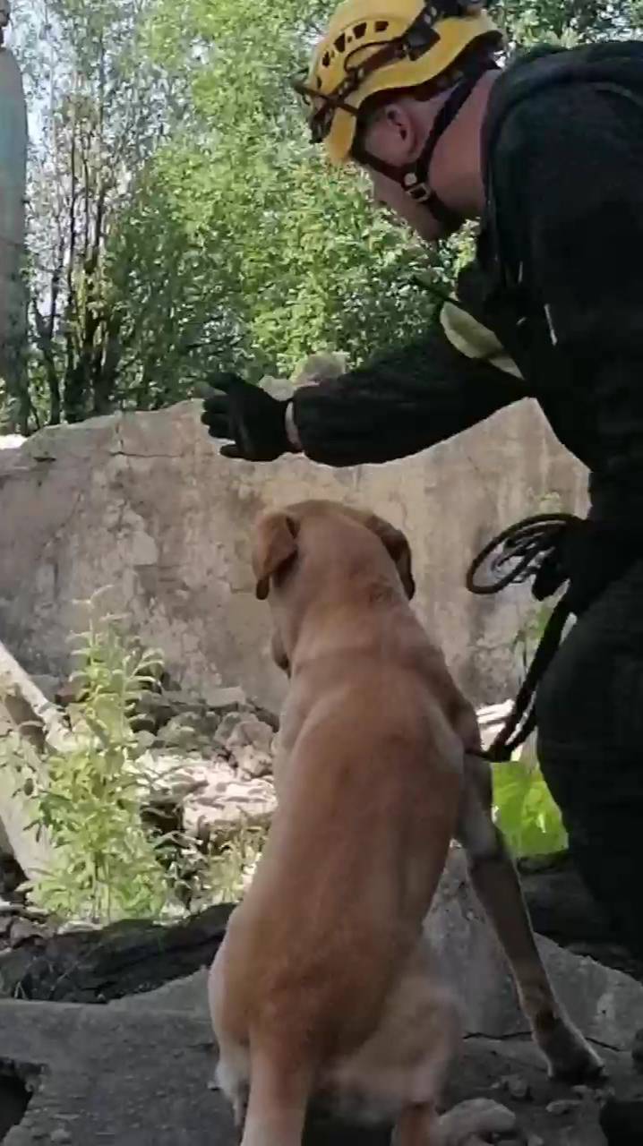 Лабрадор FT Рабочего разведения. Рокки 3,5 года. тренировка техно. СПб. зима 2025год.