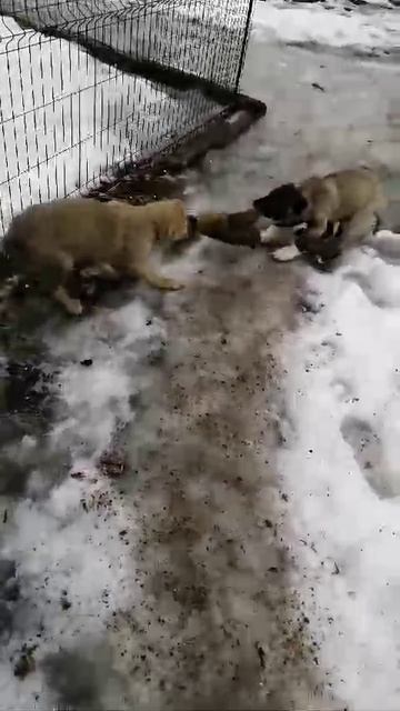 1000085230.mp4
