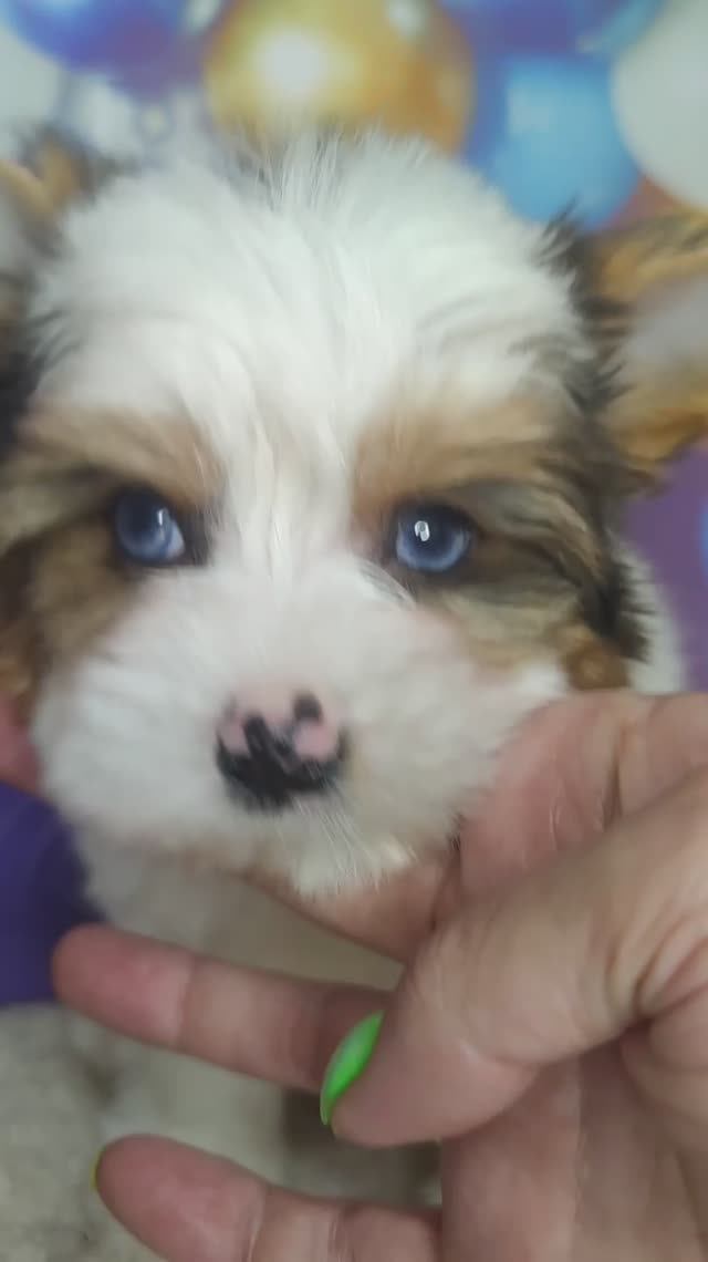 Мальчик блюберри