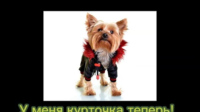 Как вырос мой пёсик
