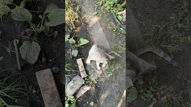 1000010222.mp4