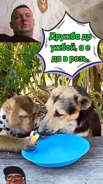 Смешные животные.