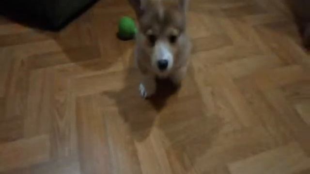 Коржики 2 мес.