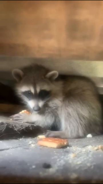 🦝