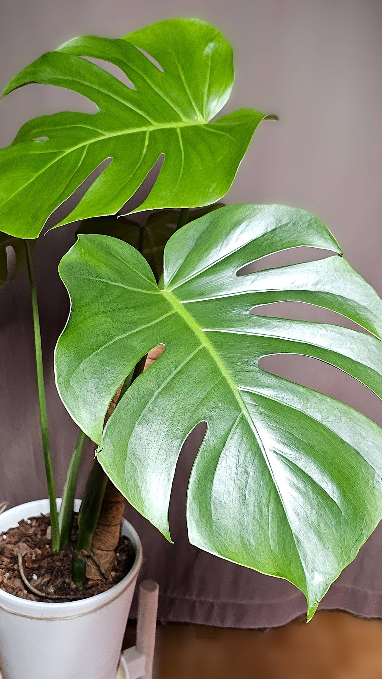 Monstera deliciosa