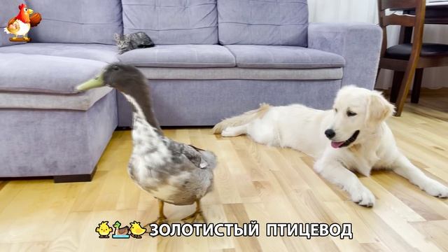 Щенок с цыплятами и утятами 🐤🦆🐶 Золотистый ретривер птицевод ❣️🥰😂 (30)