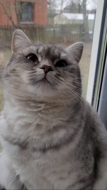 Умные весы для Нюськи 😼
