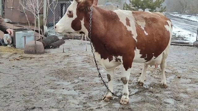 Как живут в русской деревне/Как делать нельзя/Выгнали на прогулку корову.