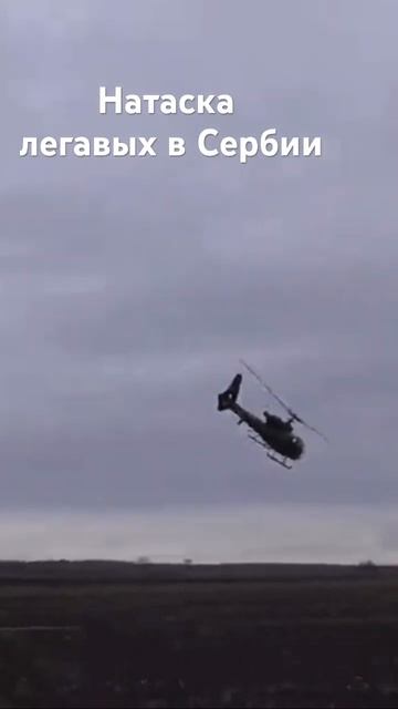 Натаска легавых в Сербии