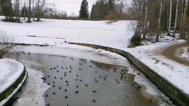 Утки и лысухи в Павловском парке