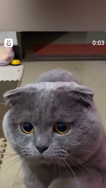 приколы с кошками 🐈
