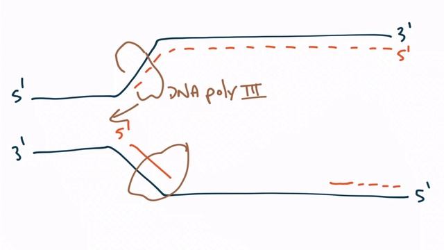 Section I - DNA Replication (17.27)