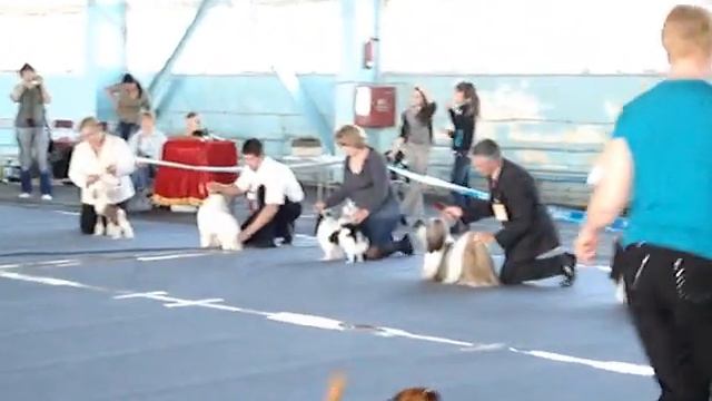 лхаса апсо  BEST IX группы