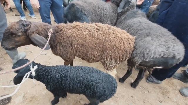 Молбозори Дустӣ Ҷиликӯл Нархи Гусфанди баррадор Қушқор Буз така 5 апреля 2021 г.