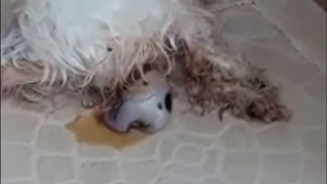 Mother Lhasa Apso mating and giving birth