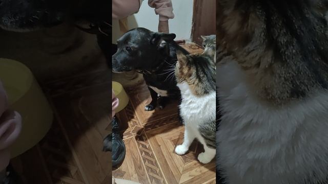 Как кошка с собакой. Как слепой котик отреагирует на собак?