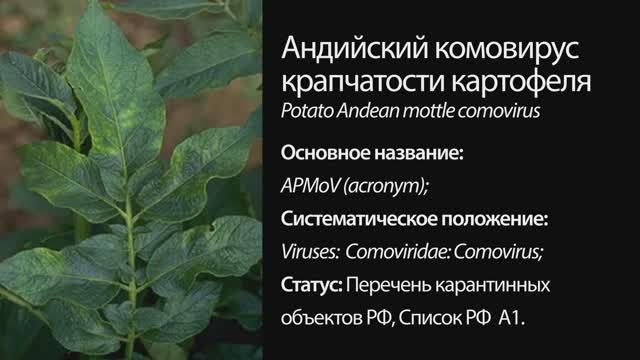Андийский комовирус крапчатости картофеля