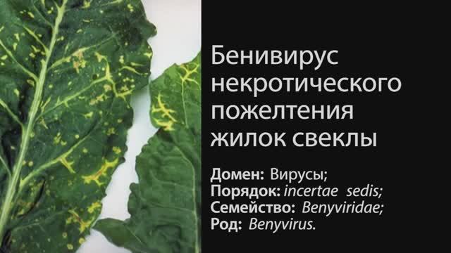 Бенивирус некротического пожелтения жилок свеклы