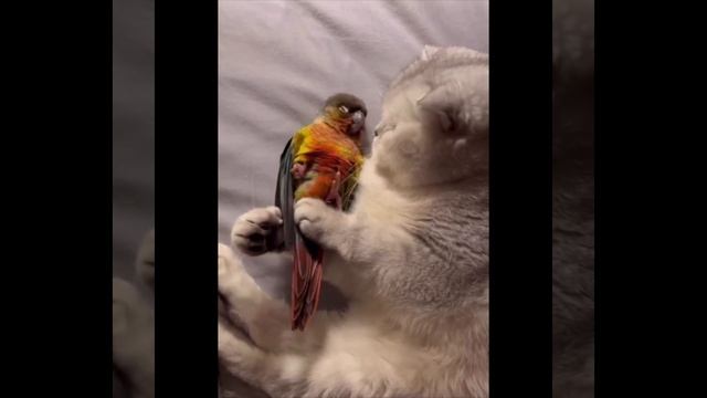 Спим