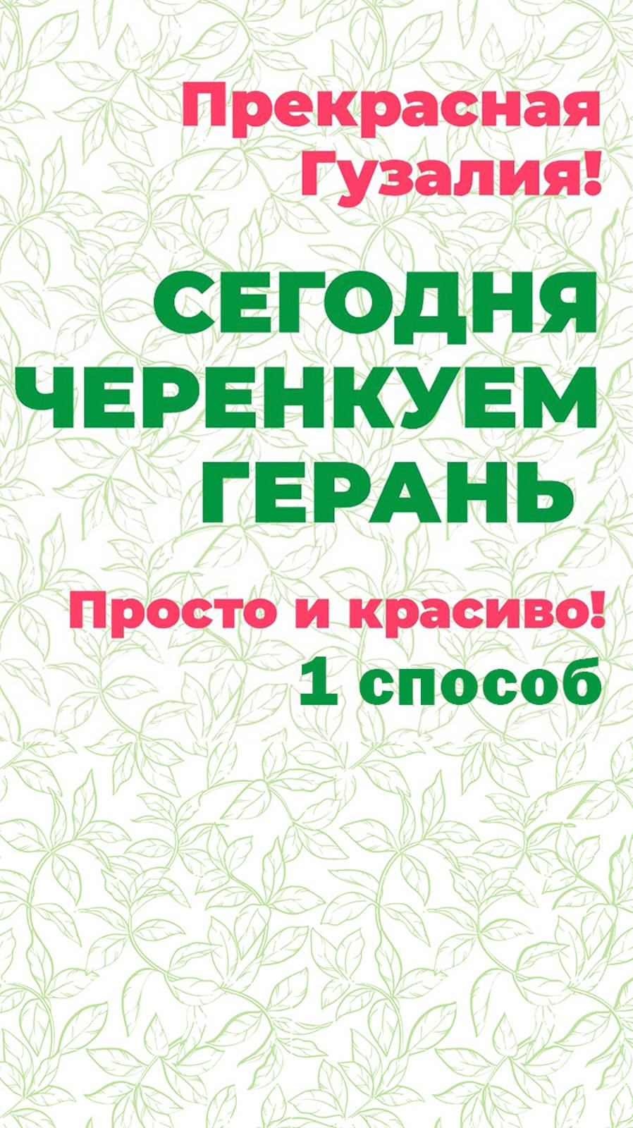 Ошибки и тайны черенкования пеларгонии! Прекрасная Гузалия