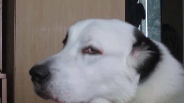 любимая песня тайсана