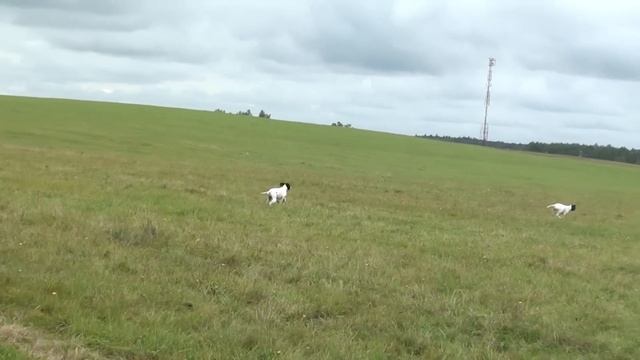 щенки пойнтера they are 3 months old www.kamhunting.ru Щенки английского пойнтера