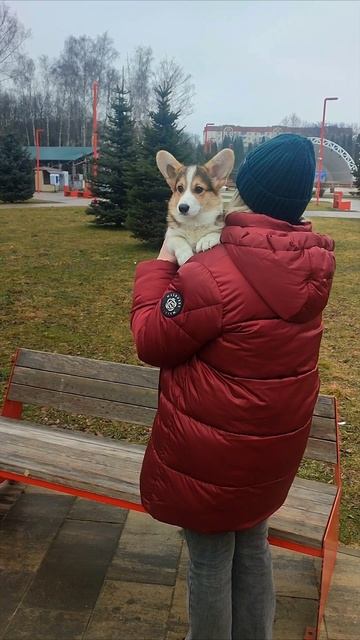 Питомник корги Липстар