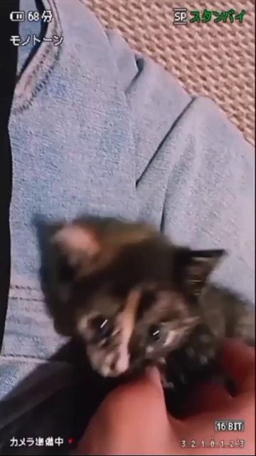 Мяу☺️❤️