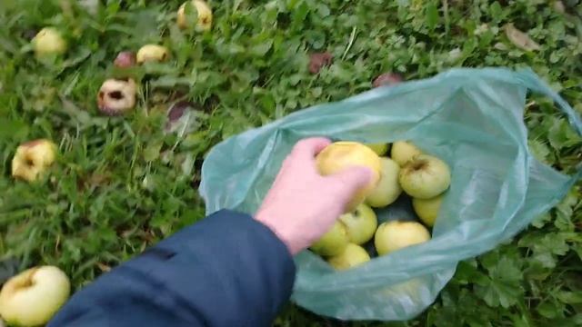 СОБИРАЮ ЯБЛОКИ АНТОНОВКУ В ЦАРСКОМ ЯБЛОНЕВОМ САДУ В КОЛОМЕНСКОМ!