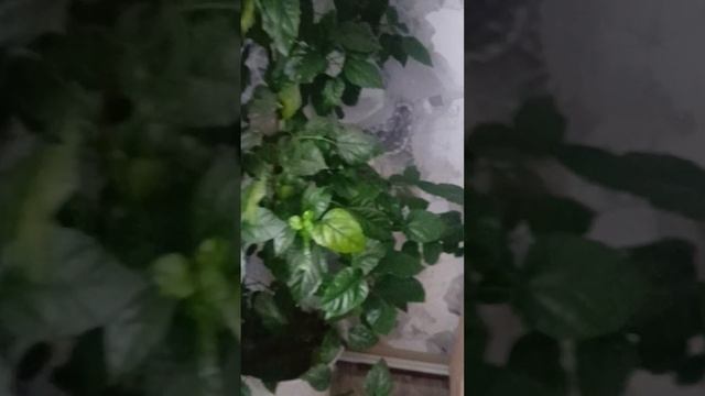 Я люблю домашние цветы Ани красивые
