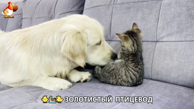 Щенок с цыплятами и утятами 🐤🦆🐶 Золотистый ретривер птицевод ❣️🥰😂 (29)