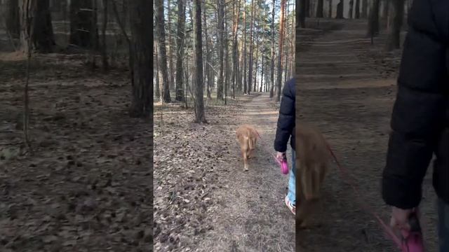 Гуляем в лесу
