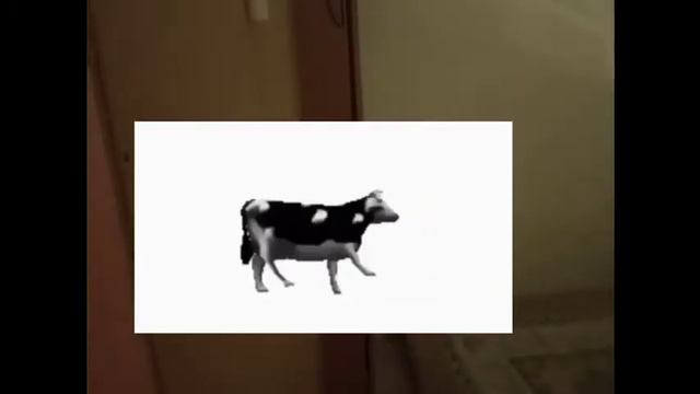 моё первое видео: польская корова танцует у нас в доме!
