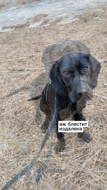 Щенок Шерлок ищет дом