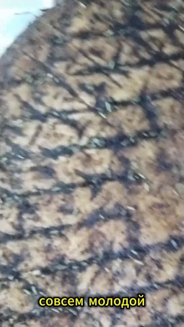 Момент ухода за сыром Солнечный камень
