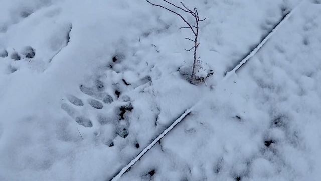 Зайцы на голубике. Голубика в чехле