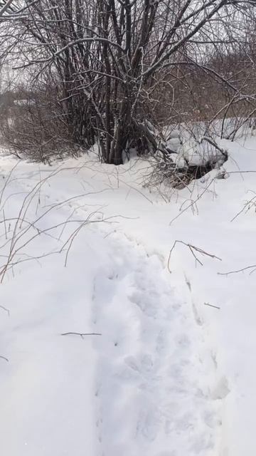 следы
