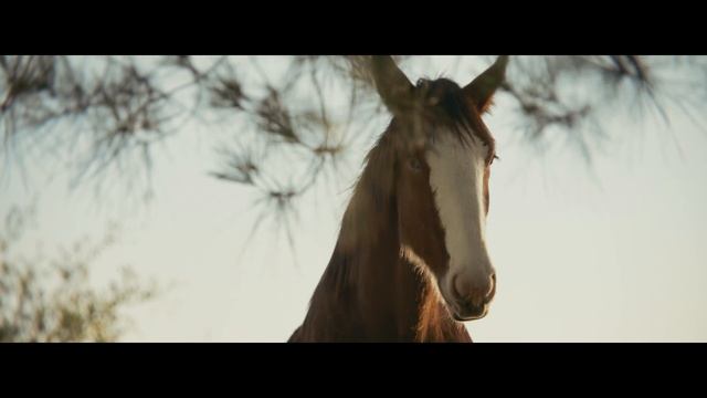 Музыка из рекламы Budweiser - First Delivery (2025)