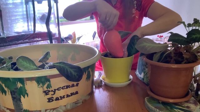 Комнатные растения: рассаживаю Эписцию Jims Canadian Sunset