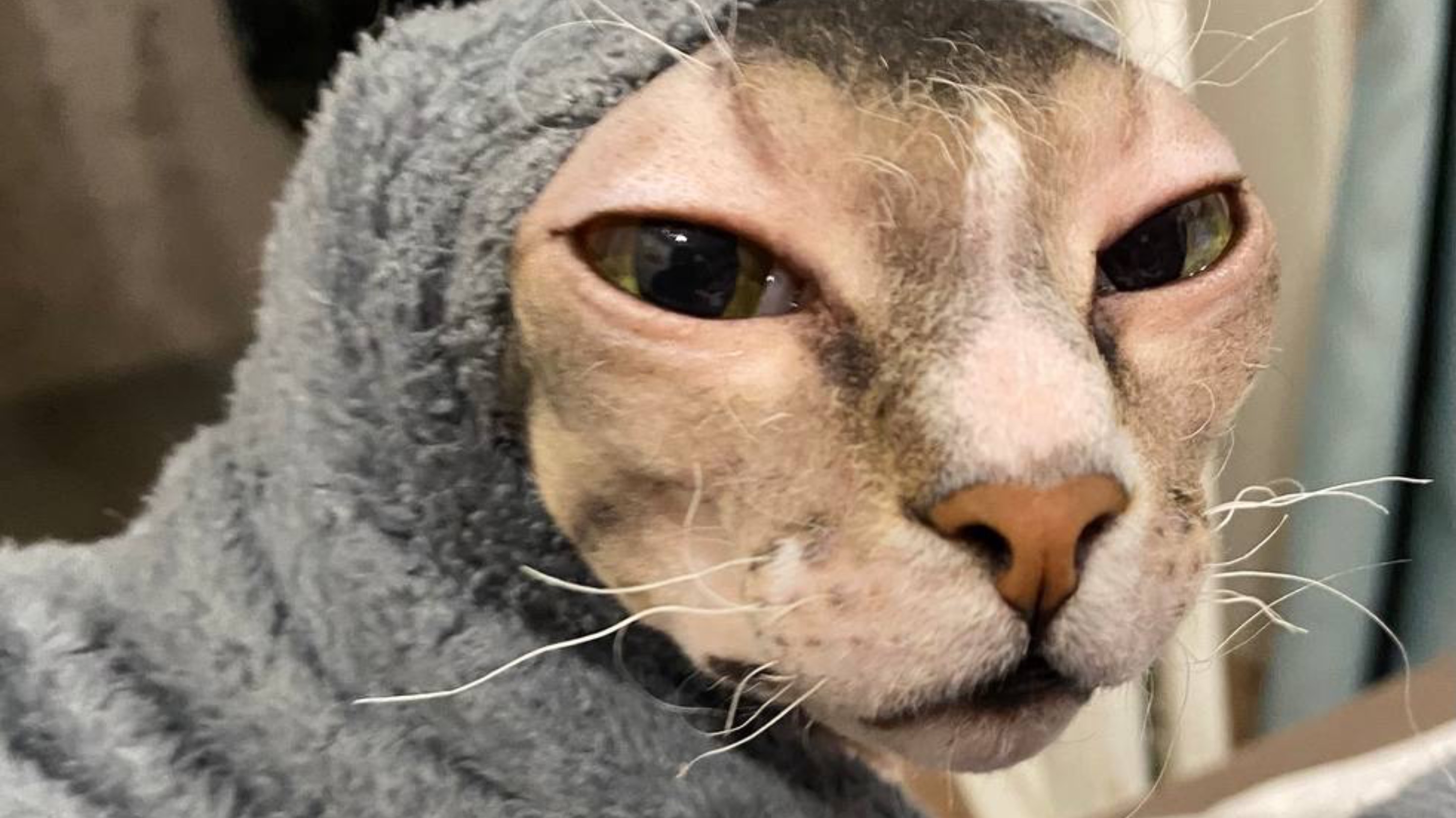 Лысый и Пушистая друзья! Знакомьтесь! Кот-Валера!