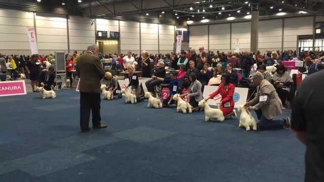 World Dog Show LEIPZIG 2017 Class Champion bitches (2 part)