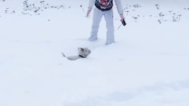 Сказка о принцессе