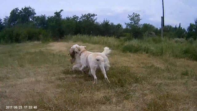 подготовка к охоте