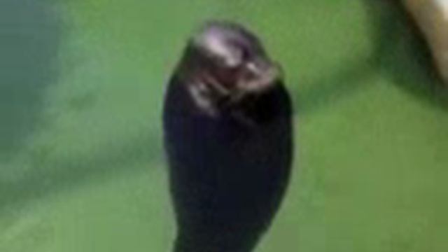VID-20250126-WA0000.mp4
