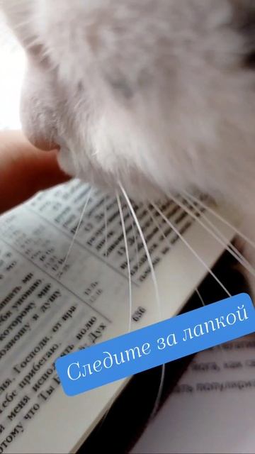 Следите за лапкой 🐱