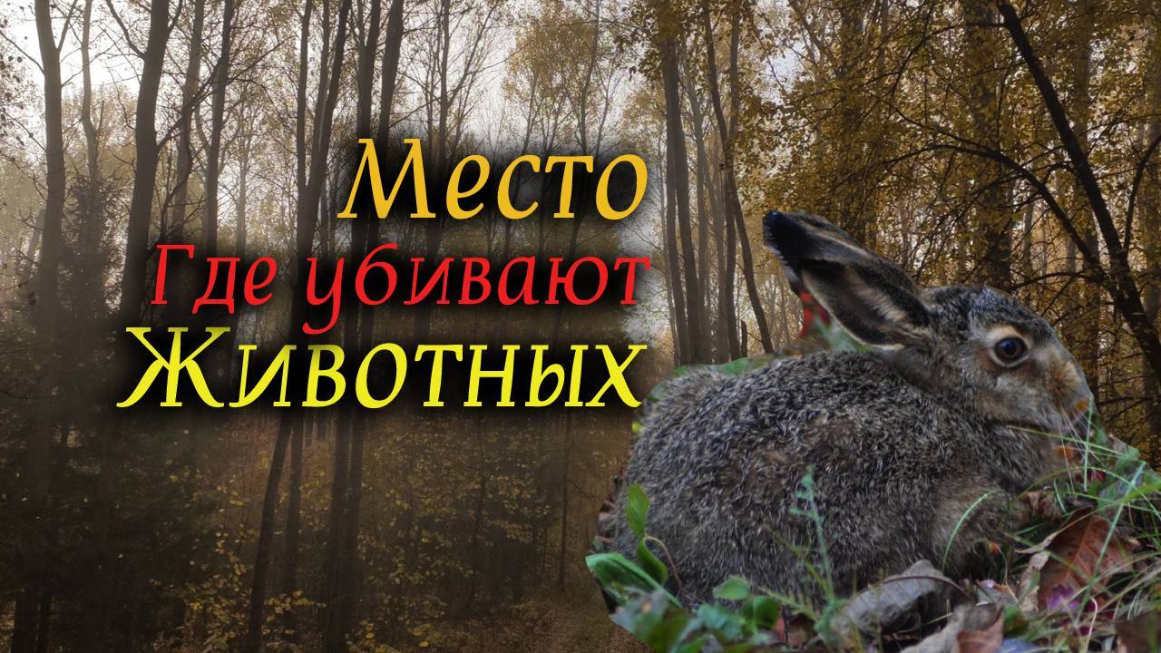 Место в лесу.