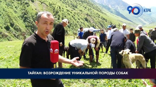 Тайган: возрождение уникальной породы собак